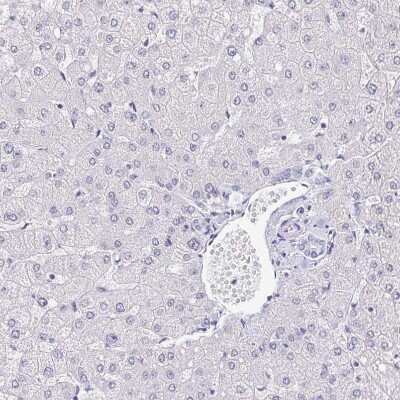 Immunohistochemistry-Paraffin: NF-H Antibody [NBP2-37984] - Staining of human liver shows no positivity as expected.