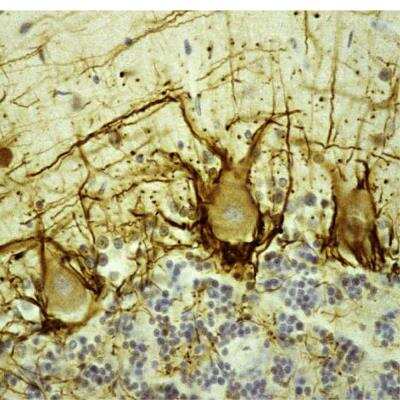 Immunohistochemistry: NF-H Antibody (NAP4) [NB300-136] - Analysis of human cerebellar cortex section stained with mouse mAb to pNF-H, NB300-136, in brown. Paraffin-embedded, formalin-fixed tissue sections were stained with this antibody using the avidin biotin conjugate method. The sections was counterstained with Hematoxylin in blue. NB300-136 stains prominent basket cell axons surrounding the large Purkinje neurons. Cerebellar granule cell layer is at the bottom of the image, the molecular layer at the top.