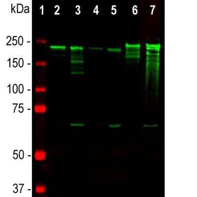 Western Blot: NF-H Antibody (NAP4) [NB300-136] - Analysis of tissue lysates using mouse mAb to NF-H, NB300-136, dilution 1:10,000 in green: [1] protein standard (red), [2] rat brain, [3] rat spinal cord, [4] mouse brain, [5] mouse spinal cord, [6] pig spinal cord, [7] cow spinal cord. Strong band at about 200-220 kDa corresponds to the major phosphorylated from of the NF-H subunit. A minor band at about 160 kDa is the non-phosphorylated NF-H. Smaller proteolytic fragments of NF-H are also detected in spinal cord preparations with NB300-136 antibody.