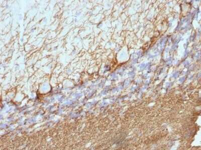 Immunohistochemistry-Paraffin: NF-H Antibody (NE14) - Azide and BSA Free [NBP2-47834] - Rat Cerebellum stained with Neurofilament Monoclonal Antibody (NE14).