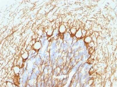 Immunohistochemistry-Paraffin: NF-H Antibody (NE14) - Azide and BSA Free [NBP2-47834] - Human Cerebellum stained with Neurofilament Monoclonal Antibody (NE14).