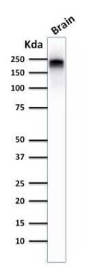 Western Blot: NF-H Antibody (NE14) - Azide and BSA Free [NBP2-47834] - Western Blot Analysis of human Brain tissue lysate using NF-H Antibody (NE14).