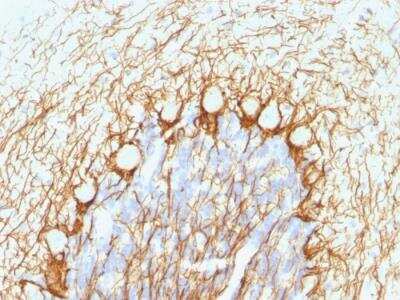 Immunohistochemistry-Paraffin: NF-H Antibody (NE14) - IHC-Prediluted [NBP2-48252] - Formalin-fixed, paraffin-embedded human Cerebellum stained with Neurofilament Mouse Monoclonal Antibody (NE14).