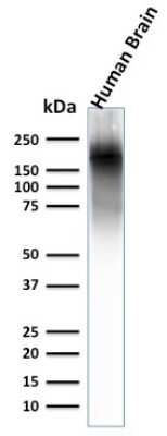 Western Blot: NF-H Antibody (NEFL.H/2324R) - Azide and BSA Free [NBP3-08552] - Western Blot Analysis of human brain lysate using NF-H Rabbit Recombinant Monoclonal Ab (NEFL.H/2324R).