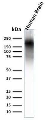 Western Blot: NF-H Antibody (NEFL.H/2324R) [NBP3-07406] - Western Blot Analysis of human brain lysate using NF-H Rabbit Recombinant Monoclonal Ab (NEFL.H/2324R).