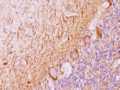Immunohistochemistry-Paraffin: NF-H Antibody (NF421 + NFL/736) [NBP2-45288] - Human Cerebellum stained with Neurofilament Monoclonal Antibody (NF421 + NFL/736).