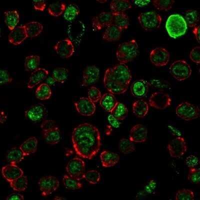 Immunocytochemistry/Immunofluorescence: NF-H Antibody (NF421) - Azide and BSA Free [NBP2-33102] - Immunofluorescence staining of HEK293 cells using NF-H Antibody (NF421) followed by goat anti-Mouse IgG conjugated to CF488 (green). Membrane stained with Phalloidin (Red).