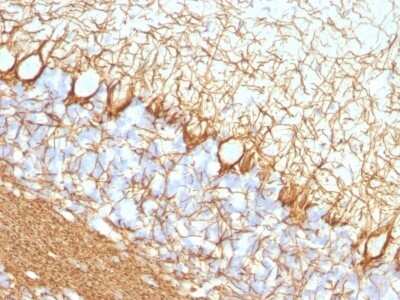 Immunohistochemistry-Paraffin: NF-H Antibody (NF421) - Azide and BSA Free [NBP2-33102] - Formalin-fixed, paraffin-embedded Rat Cerebellum stained with NF-H Antibody (NF421).