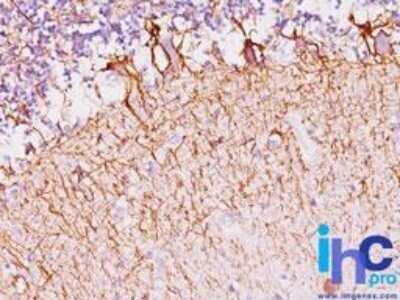 Immunohistochemistry-Paraffin: NF-H Antibody (NF421) - Azide and BSA Free [NBP2-33102] - Formalin-fixed, paraffin-embedded human cerebellum stained with Neurofilament NF421 antibody (1:200), peroxidase-conjugate and DAB chromogen.