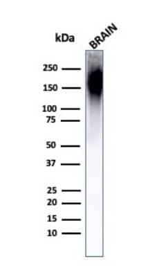 Western Blot: NF-H Antibody (NF421) - Azide and BSA Free [NBP2-33102] - Western Blot Analysis of Human Brain Tissue Lysate using NF-H antibody (NF421).