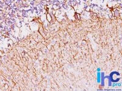 Immunohistochemistry-Paraffin: NF-H Antibody (NF421) - IHC-Prediluted [NBP2-44724] - Formalin-fixed, paraffin-embedded human cerebellum stained with Neurofilament NF421 antibody (1:200), peroxidase-conjugate and DAB chromogen.
