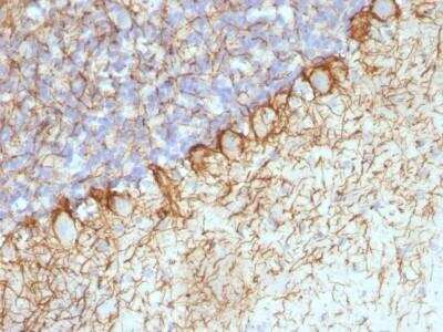 Immunohistochemistry-Paraffin: NF-H Antibody (RT-97 + NR-4) - Azide and BSA Free [NBP2-47664] - Rat Cerebellum stained with Neurofilament Monoclonal Antibody (RT-97 + NR-4).