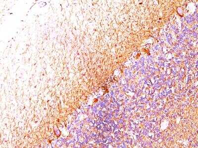 Immunohistochemistry-Paraffin: NF-H Antibody (RT-97 + NR-4) - IHC-Prediluted [NBP2-48253] - Formalin-fixed, paraffin-embedded human Cerebellum stained with Neurofilament Monoclonal Antibody (RT-97 + NR-4).