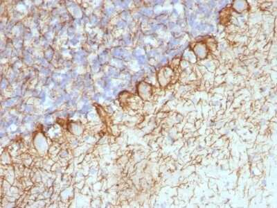 Immunohistochemistry-Paraffin: NF-H Antibody (RT-97 + NR-4) [NBP2-45280] - Rat Cerebellum stained with Neurofilament Monoclonal Antibody (RT-97 + NR-4).