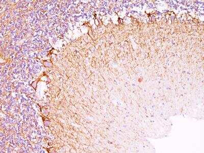 Immunohistochemistry-Paraffin: NF-H Antibody (RT97) - IHC-Prediluted [NBP2-48235] - Formalin-fixed, paraffin-embedded human Cerebellum stained with Neurofilament Monoclonal Antibody (RT-97).