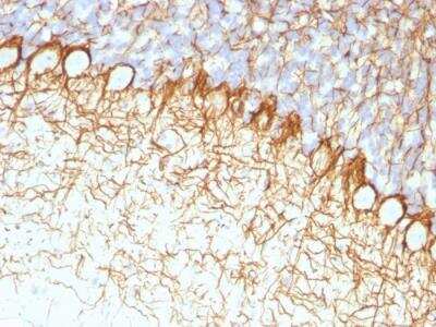 Immunohistochemistry-Paraffin: NF-H Antibody (RT97) - IHC-Prediluted [NBP2-48235] - Formalin-fixed, paraffin-embedded Rat Cerebellum stained with Neurofilament Monoclonal Antibody (RT-97)