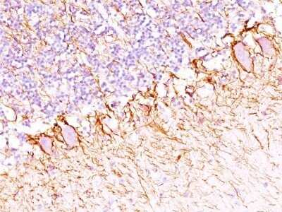 Immunohistochemistry-Paraffin: NF-H Antibody (SPM203) - Azide and BSA Free [NBP2-47833] - Human Cerebellum stained with Neurofilament Monoclonal Antibody (SPM203).