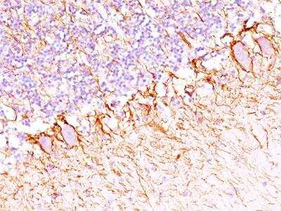 Immunohistochemistry-Paraffin: NF-H Antibody (SPM203) - IHC-Prediluted [NBP2-48236] - Formalin-fixed, paraffin-embedded human Cerebellum stained with Neurofilament Monoclonal Antibody (SPM203).