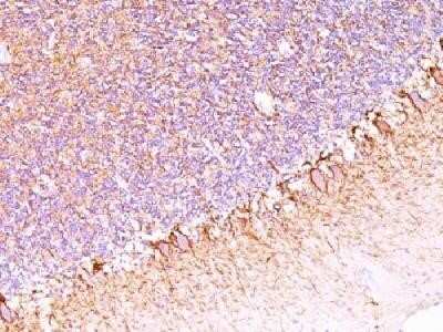 Immunohistochemistry-Paraffin: NF-H Antibody (SPM563) - Azide and BSA Free [NBP2-34427] - Formalin-fixed, paraffin-embedded human cerebellum stained with Neurofilament Monoclonal Antibody (SPM563)