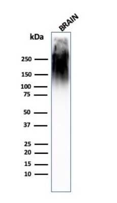 Western Blot: NF-H Antibody (SPM563) - Azide and BSA Free [NBP2-34427] - Western Blot Analysis of human brain tissue lysate using NF-H MAb (SPM563).