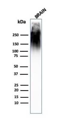 Western Blot: NF-H Antibody (SPM563) [NBP2-34380] - Western Blot Analysis of human brain tissue lysate using NF-H MAb (SPM563).