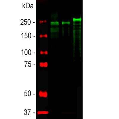 Western Blot: NF-H Antibody [NB300-217] - Analysis of spinal cord lysates from different species using chicken pAb to NF-H, NB300-217, dilution 1:20,000 in green: [1] protein standard (red), [2] rat, [3] mouse, and [4] cow spinal cord. Strong band at about 200-220kDa corresponds to the phosphorylated from of NF-H. The protein from different species is known to have different SDS-PAGE molecular weights, with large species generally expressing larger proteins. Smaller proteolytic fragments of NF-H are also detected in spinal cord preparations with this antibody. The antibody does not recognize non-phosphorylated forms of NF-H.