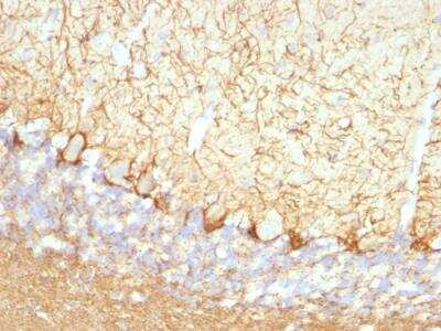 Immunohistochemistry-Paraffin: NF-L Antibody (NFL/736) - Azide and BSA Free [NBP2-47970] - Rat Cerebellum stained with Neurofilament Monoclonal Antibody (NFL/736).