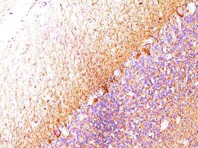 Immunohistochemistry-Paraffin: NF-L Antibody (SPM204) - IHC-Prediluted [NBP2-48293] - Human cerebellum stained with Neurofilament Monoclonal Antibody (SPM204).