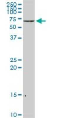 Western Blot: NF-L Antibody [H00004747-D01P] - Analysis of NEFL expression in Hela S3 NE.