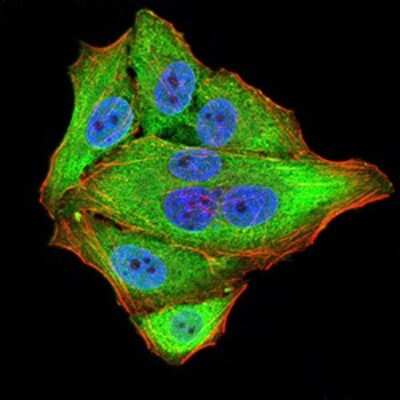 Immunocytochemistry/Immunofluorescence: NF-M Antibody (1B6B12) [NBP2-61659] - Analysis of Hela cells using NEFM mouse mAb (green). Blue: DRAQ5 fluorescent DNA dye. Red: Actin filaments have been labeled with Alexa Fluor- 555 phalloidin. Goat anti-Mouse IgG (H+L) DyLight 488 secondary antibody was used. 