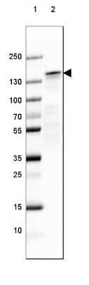 Western Blot: NF-M Antibody (2678) [NBP2-46616] - Lane 1: Marker [kDa] 250, 130, 100, 70, 55, 35, 25, 15, 10.  Lane 2: Mouse Cerebral Cortex tissue