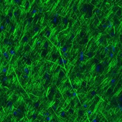 Immunohistochemistry: NF-M Antibody (2697) [NBP2-46619] - Staining of rat cerebral cortex shows strong immunoreactivity in neuronal processes.