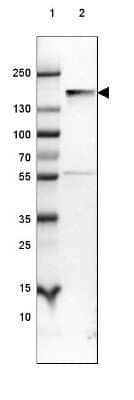 Western Blot: NF-M Antibody (2697) [NBP2-46619] - Lane 1: Marker  [kDa] 250, 130, 100, 70, 55, 35, 25, 15, 10.  Lane 2: Human Cerebral Cortex tissue