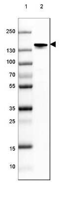 Western Blot: NF-M Antibody (2697) [NBP2-46619] - Lane 1: Marker [kDa] 250, 130, 100, 70, 55, 35, 25, 15, 10.  Lane 2: Mouse Cerebral Cortex tissue