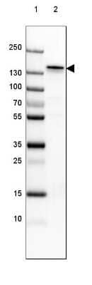 Western Blot: NF-M Antibody (2705) [NBP2-46625] - Lane 1: Marker [kDa] 250, 130, 100, 70, 55, 35, 25, 15, 10.  Lane 2: Mouse Cerebral Cortex tissue