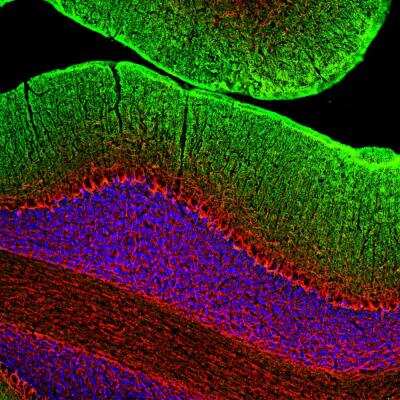 <b>Genetic Strategies Validation. </b>Immunocytochemistry/Immunofluorescence: NF-M Antibody [NB300-133] - Analysis of rat cerebellum section stained with rabbit pAb to NF-M, NB300-133, dilution 1:2,000 in red, and costained with mouse mAb to GAP43, dilution 1:2,000 in green. Following transcardial perfusion of rat with 4% paraformaldehyde, brain was post fixed for 24 hours, cut to 45uM, and free-floating sections were stained with the above antibodies. NB300-133 antibody strongly labels neuronal processes throughout the cerebellum, while the GAP43 antibody stains predominantly synaptic regios in the molecular layer.