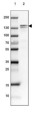 Western Blot: NF-M Antibody [NBP1-87753] - Lane 1: Marker [kDa] 250, 130, 100, 70, 55, 35, 25, 15, 10 Lane 2: Mouse Cerebral Cortex tissue