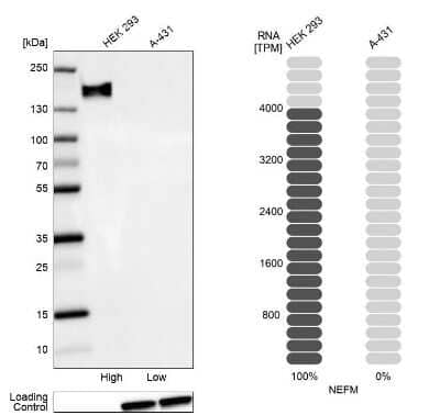 Western Blot: NF-M Antibody [NBP1-87754] - Analysis in human cell line HEK 293 and human cell line A-431.