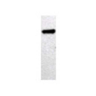 Western Blot: NF2/Merlin Antibody [22710002] - Western Blot was performed using affinity purified SEQer NF2 antibody, aa(477-576) antibody. The lanes contain 5-30ug of a whole cell extract.  Final concentration of antibodies = 0.1ug/ml (1:10,000 dilution). The blot was probed overnight with the SEQer NF2 antibody, aa(477-576) antibody.  Blot was then washed according to protocol and probed with goat-anti-Rabbit-HRP conjugate at 1:5000 dilution, washed and developed using chemiluminescence (film exposure 5-30sec).  The protein was detected as represented by the band shown.