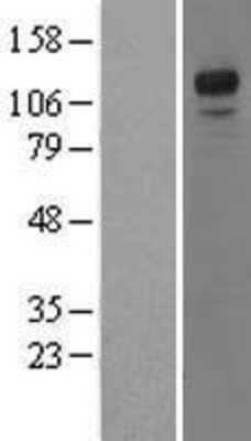 Western Blot NFATC3/NFAT4 Overexpression Lysate
