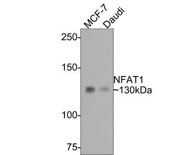 Western Blot: NFATC2/NFAT1 Antibody (JA11-08) [NBP2-66974] - Analysis of NFATC2/NFAT1 on different lysates with Rabbit anti-NFATC2/NFAT1 antibody at 1/500 dilution. Lane 1: MCF-7 cell lysate Lane 2: Daudi cell lysate Lysates/proteins at 10 ug/Lane. Predicted band size: 100 kDa Observed band size: 130 kDa Exposure time: 2 minutes; 6% SDS-PAGE gel. Proteins were transferred to a PVDF membrane and blocked with 5% NFDM/TBST for 1 hour at room temperature. The primary antibody at 1/500 dilution was used in 5% NFDM/TBST at room temperature for 2 hours. Goat Anti-Rabbit IgG - HRP Secondary Antibody at 1:300,000 dilution was used for 1 hour at room temperature.
