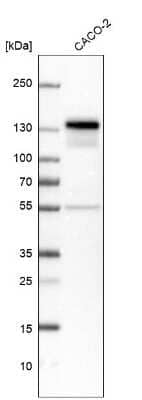 <b>Orthogonal Strategies Validation. </b>Western Blot: NFATC2/NFAT1 Antibody [NBP1-82583] - Analysis in human cell line CACO-2.