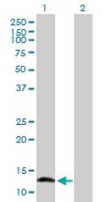 Western Blot: NFATC2IP Antibody [H00084901-B01P] - Analysis of NFATC2IP expression in transfected 293T cell line by NFATC2IP polyclonal antibody.  Lane 1: NFATC2IP transfected lysate(15.18 KDa). Lane 2: Non-transfected lysate.