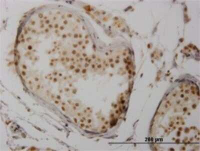 Immunohistochemistry-Paraffin: NFATC3/NFAT4 Antibody (3A12) [H00004775-M02] - Analysis of monoclonal antibody to NFATC3 on formalin-fixed paraffin-embedded human testis. Antibody concentration 1.5 ug/ml.