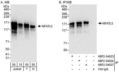 Immunoprecipitation: NFATC3/NFAT4 Antibody [NBP2-04026] - Samples: Whole cell lysate from Jurkat (15 and 50 ug for WB; 1 mg for IP, 20% of IP loaded), 293T (T; 50 ug) and HeLa (H; 50 ug) cells. Antibodies: Affinity purified rabbit anti-NFATc3 antibody NBP2-04025 used for WB at 0.1 ug/ml (A) and 0.4 ug/ml (B) and used for IP at 6 ug/mg lysate. NFATc3 was also immunoprecipitated by rabbit anti-NFATc3 antibodies NBP2-04026 and NBP2-04027, which recognize downstream epitopes. Detection: Chemiluminescence with exposure times of 30 seconds (A and B).