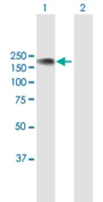 Western Blot: NFATC3/NFAT4 Antibody [H00004775-B01P] - Analysis of NFATC3 expression in transfected 293T cell line by NFATC3 polyclonal antibody.  Lane 1: NFATC3 transfected lysate(117.48 KDa). Lane 2: Non-transfected lysate.