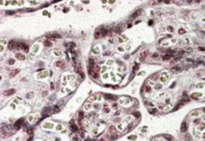 Immunohistochemistry-Paraffin: NFATC4 Antibody [NB100-1082] - 3.8ug/ml) staining of paraffin embedded Human Placenta. Steamed antigen retrieval with citrate buffer pH 6, AP-staining.