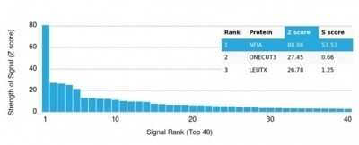 Protein Array: NFIA Antibody (PCRP-NFIA-2C6) - Azide and BSA Free [NBP3-14016] - Analysis of Protein Array containing more than 19,000 full-length human proteins using NFIA Antibody (PCRP-NFIA-2C6).