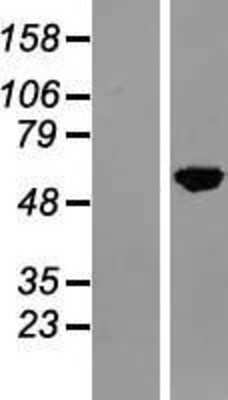 Western Blot: NFIA Overexpression Lysate (Adult Normal) [NBL1-13615] Left-Empty vector transfected control cell lysate (HEK293 cell lysate); Right -Over-expression Lysate for NFIA.