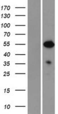 Western Blot: NFIA Overexpression Lysate (Adult Normal) [NBP2-09553] Left-Empty vector transfected control cell lysate (HEK293 cell lysate); Right -Over-expression Lysate for NFIA.